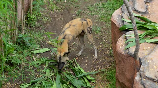 African wild dog foraging in an outdoor natural enclosure surrounded by greenery and rocks.