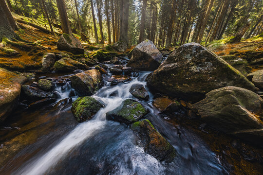 A tranquil forest stream flows through moss-covered rocks and dense spruce woodland in &Scaron;umava, Czech Republic, captured with a long exposure in soft light during a peaceful summer morning.