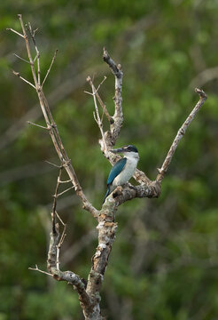 Collared kingfisher perched on mangrove tree at Sundarban tiger reserve, India