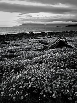 Ishikawa coastal meadow with driftwood and flowers near the sea