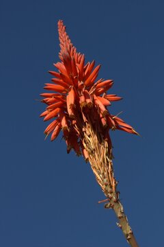 Blooming aloe flower against clear blue sky. Red aloe flower cluster in natural light. Orange aloe flower blooming in garden. 