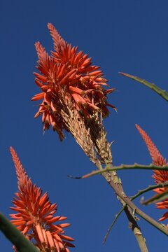 Blooming aloe flower against clear blue sky. Red aloe flower cluster in natural light. Orange aloe flower blooming in garden. 