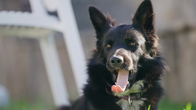A black border coller british breed dog is sitting on the grass next to a white chair. The dog is looking at the camera with a curious expression