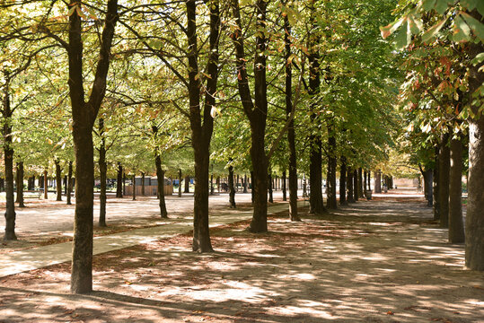 Jardin des Tuileries en automne &agrave; Paris. France