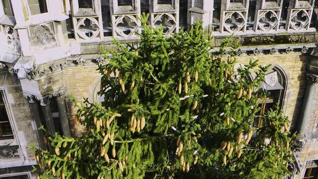 Draufsicht auf die Spitze des geschm&uuml;ckten Weihnachtsbaums am Marienplatz mit Neuem Rathaus