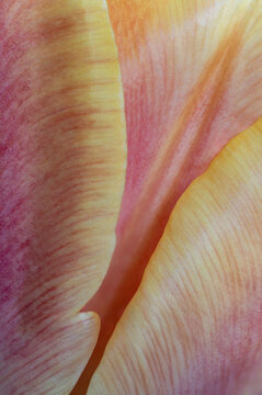 Close up of pink tulip petals