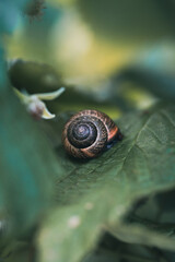 Snail on Green Leaf in Garden Macro © Edgars