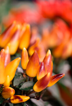 2019 Waddesdon Manor Chilli Festival