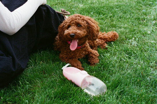 Playful dog resting in green grass beside its owner