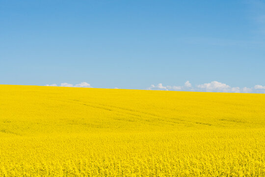 Yellow Canola Rolling Prairie Idaho