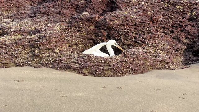 White egret observing and hunting from laterite rock crevice on sandy beach in North Goa India