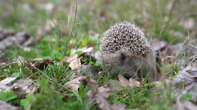 European hedgehog foraging through grass and leaf litter while searching for food on the ground. Close wildlife footage shows natural feeding behavior in a green habitat.