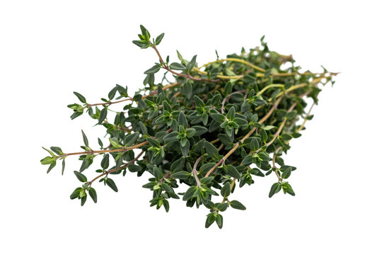 Fresh bunch of green thyme herb sprigs with small leaves and thin woody stems isolated on a transparent background