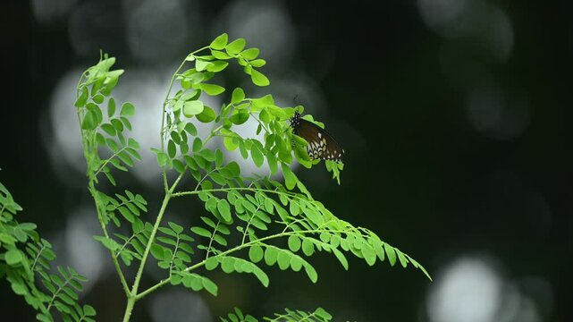 A Common Mime (Papilio clytia),  a Batesian mimic of toxic crow butterflies, is found fluttering in gardens, along forest edges, interacts with the top of the moringa tree (Moringa oleifera) leaves.