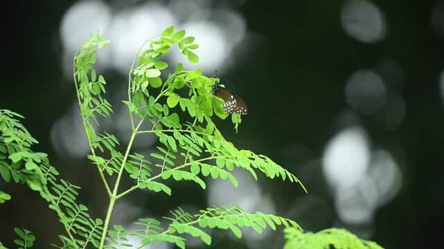 A Common Mime (Papilio clytia),  a Batesian mimic of toxic crow butterflies, is found fluttering in gardens, along forest edges, interacts with the top of the moringa tree (Moringa oleifera) leaves.