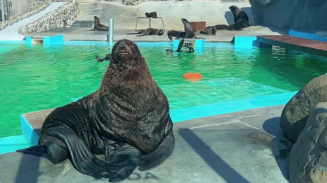 Sea lion resting by the pool at the zoo