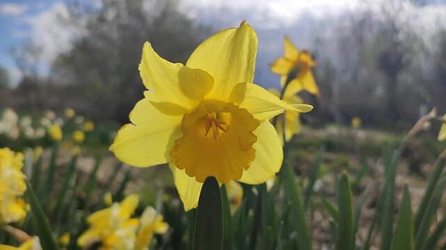 Blooming flower. Blooming yellow daffodil flower. Blossomed narcissus growing in ground on sunny spring day. Flower inflorescence with petals and green leaves. Flowerbed. Growing varietal flowers