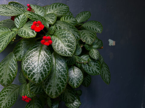 Macro shot of bright red tubular flower of Episcia cupreata, Flame Violet tropical plant.