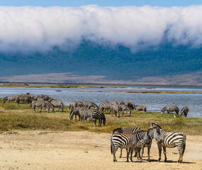 Zebras in Ngorongora Crater © SRSImages