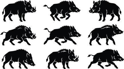 Obraz premium Wild boar pig tusks set running standing positions swine forest animal vector illustration collection isolated (16 words)