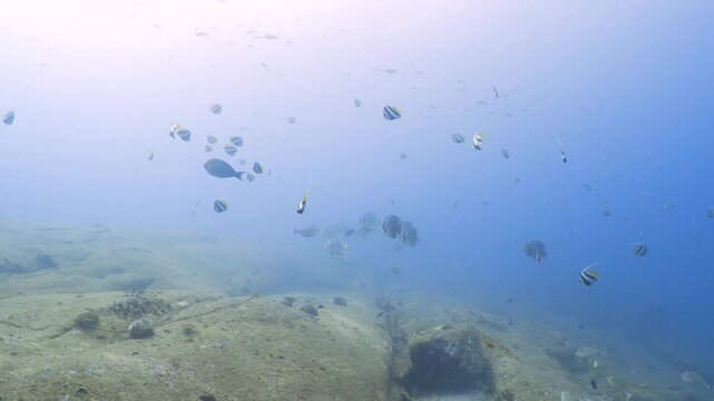 Group of batfish with other tropical fish swimming around them in 4k