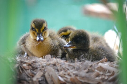 Closeup of mallard ducklings sitting in a nest