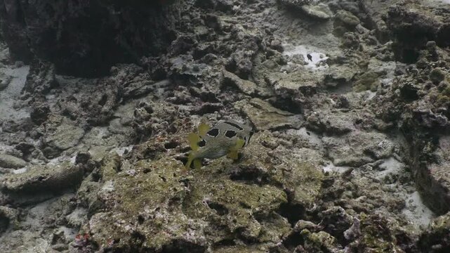 black-blotched porcupinefish swimming between rocks in slow motion in 4k