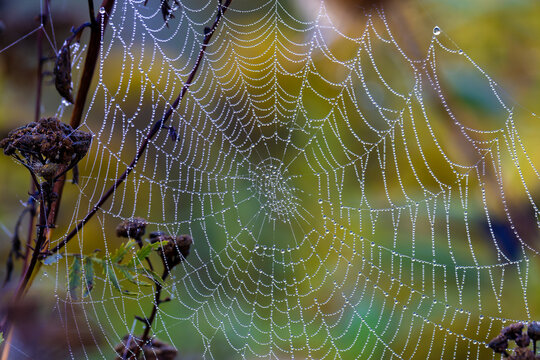 An intricate orb-weaver spider web covered in sparkling morning dew drops. Close-up with an orb web shimmering with thousands of tiny morning dew drops