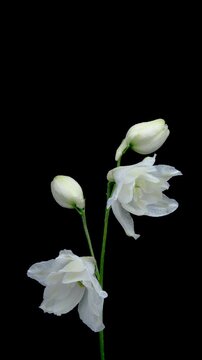 Timelapse of blooming white delphinium flower on black background.	