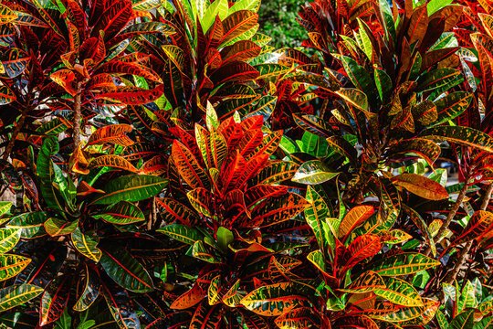 Colorful tropical foliage displays vibrant red and green leaves in a sunny environment