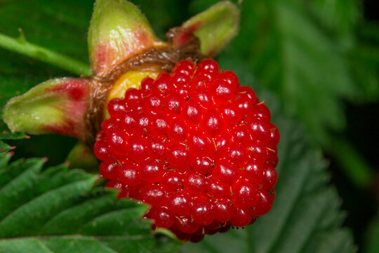 Tibetan raspberry cluster with sepals and green foliage, Rubus illecebrosus fruit macro