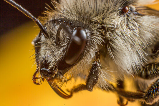 Close-up of Mason bee head with fuzzy hairs and compound eyes, Osmia bee macro detail for science and education