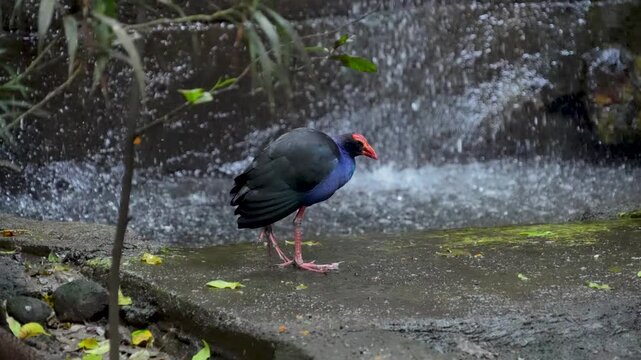 Australasian swamphen bird standing on one leg on a wet stone with a waterfall stream flowing in the background.