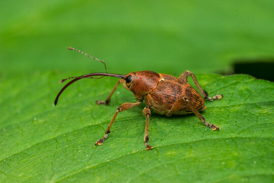 Macro close-up of Curculio glandium weevil on green leaf, snouted beetle with elongated rostrum