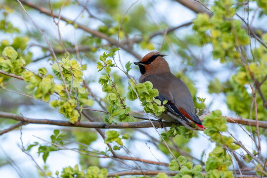 immature or second calendar year japanese waxwing (bombycilla japonica) perching in an elm tree (Ulmus spc.), found near Khalk River in eastern Mongolia in Dornod Aimag