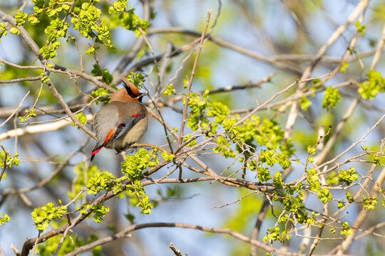 immature or second calendar year japanese waxwing (bombycilla japonica) perching in an elm tree (Ulmus spc.), found near Khalk River in eastern Mongolia in Dornod Aimag