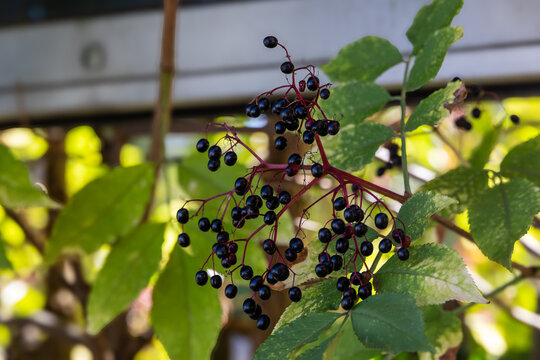 Elderberry plant with ripe black berries, Germany, Bavaria, Bergheim, 6 September 2026