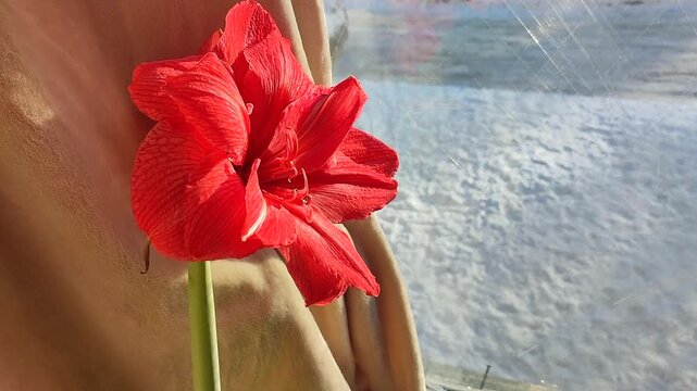 Hippeastrum amaryllis Pink Symphony. Large blooming flower pink color near window on winter day. Big blooming flower with red petals. Perennial bulbous flower. Decorative Inflorescence houseplant.