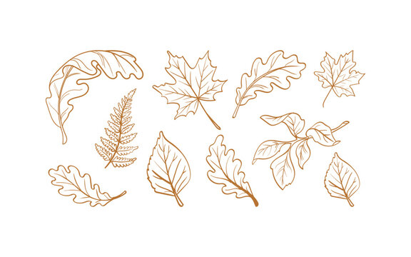 Set of hand drawn autumn leaves