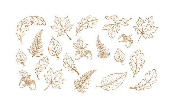 Set of hand drawn autumn leaves and acorns
