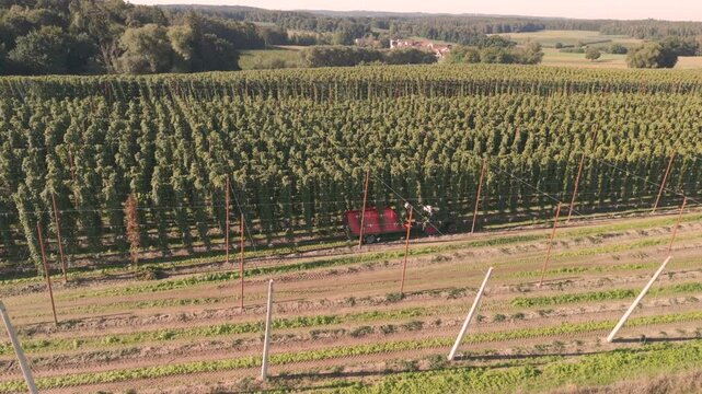 Fly over a Hop field in Bavaria during harvest season after summer time