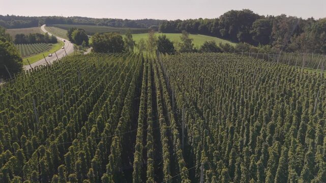 Bavarian Hop field from top at late summer season close before harvest season starts
