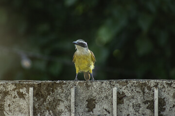 A great kiskadee stands alert on a weathered concrete wall, its yellow breast and striped head lit against a dark, shadowed background of garden foliage. Urban wildlife in a residential neighbourhood  © MariaSoledad