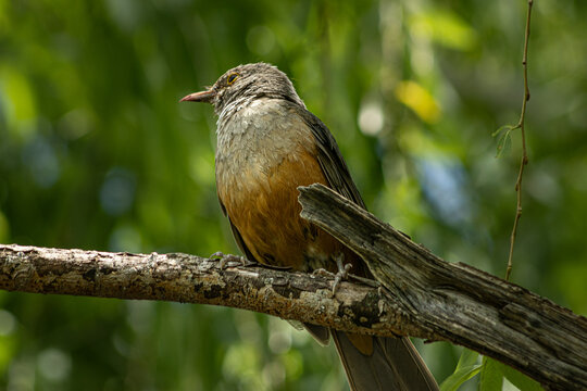 A rufous-bellied thrush rests on a weathered bare branch in Buenos Aires, Argentina. The songbird's warm orange belly and grey head contrast with a soft bokeh of sunlit green leaves