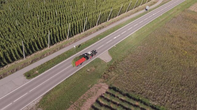 Fly over a Hop field in Bavaria during harvest season after summer time