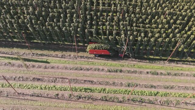 Fly over a Hop field in Bavaria during harvest season after summer time