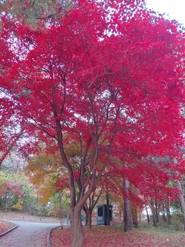 korean maple tree in autumn