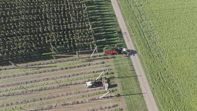 Fly over a Hop field in Bavaria during harvest season after summer time