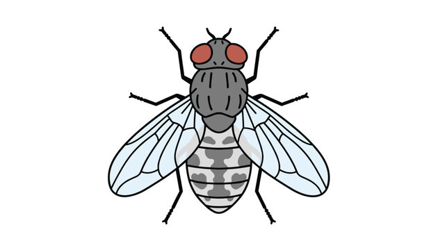Detailed housefly insect illustration with wings and compound eyes shown from a top down perspective on white.