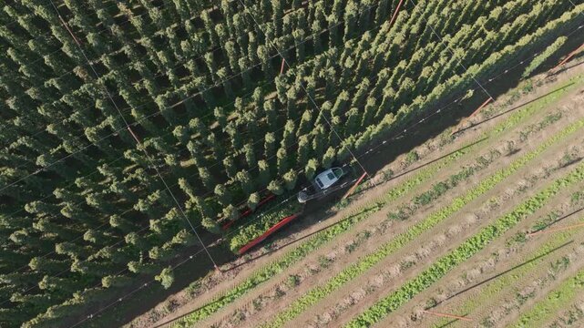 Fly over a Hop field in Bavaria during harvest season after summer time